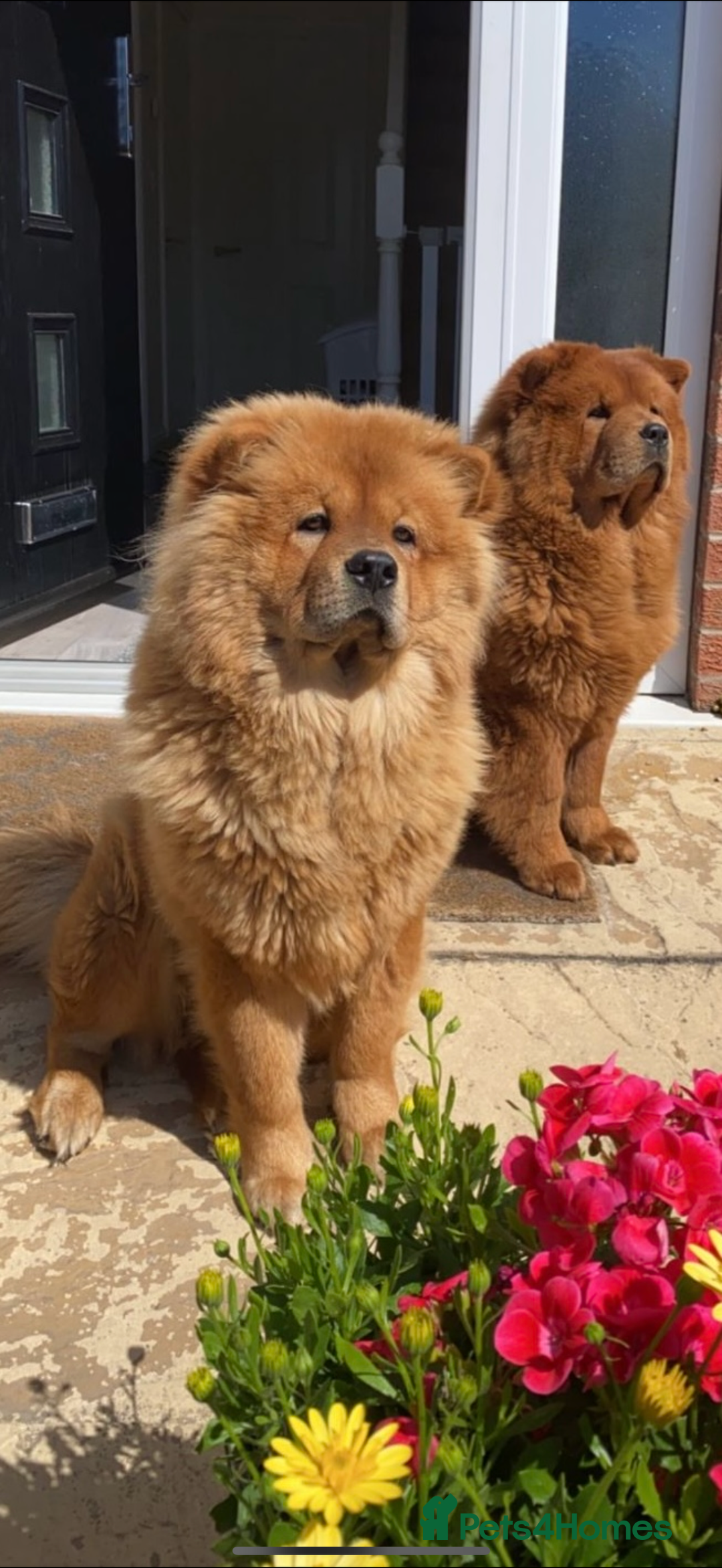 Chow Chow dogs for sale: ONE GIRL LEFT! Adorable Chow Chow Cubs 🐻  - Image 8