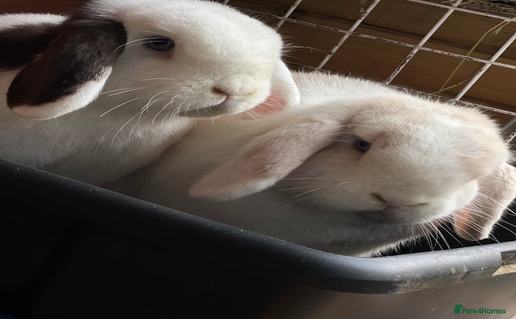 Mini Lop rabbits Minilops male and female  - Advert 1