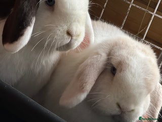 Mini Lop rabbits for sale: Minilops male and female - Advert 1