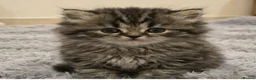 Persian cats for sale: Persian chinchilla kittens  - Advert 11