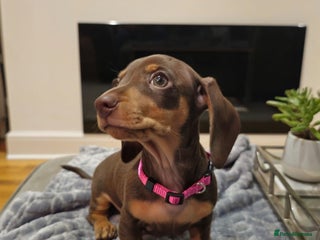 Miniature Dachshund dogs Chocolate & Tan KC Miniature Dachshund Puppies - Advert 3