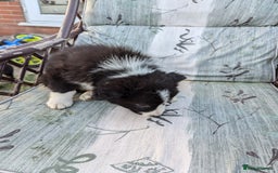 Border Collie dogs for sale: 5 Beautiful Working Border Collie Pups - Image 10