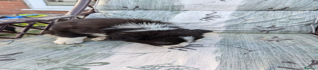 Border Collie Puppy 2
