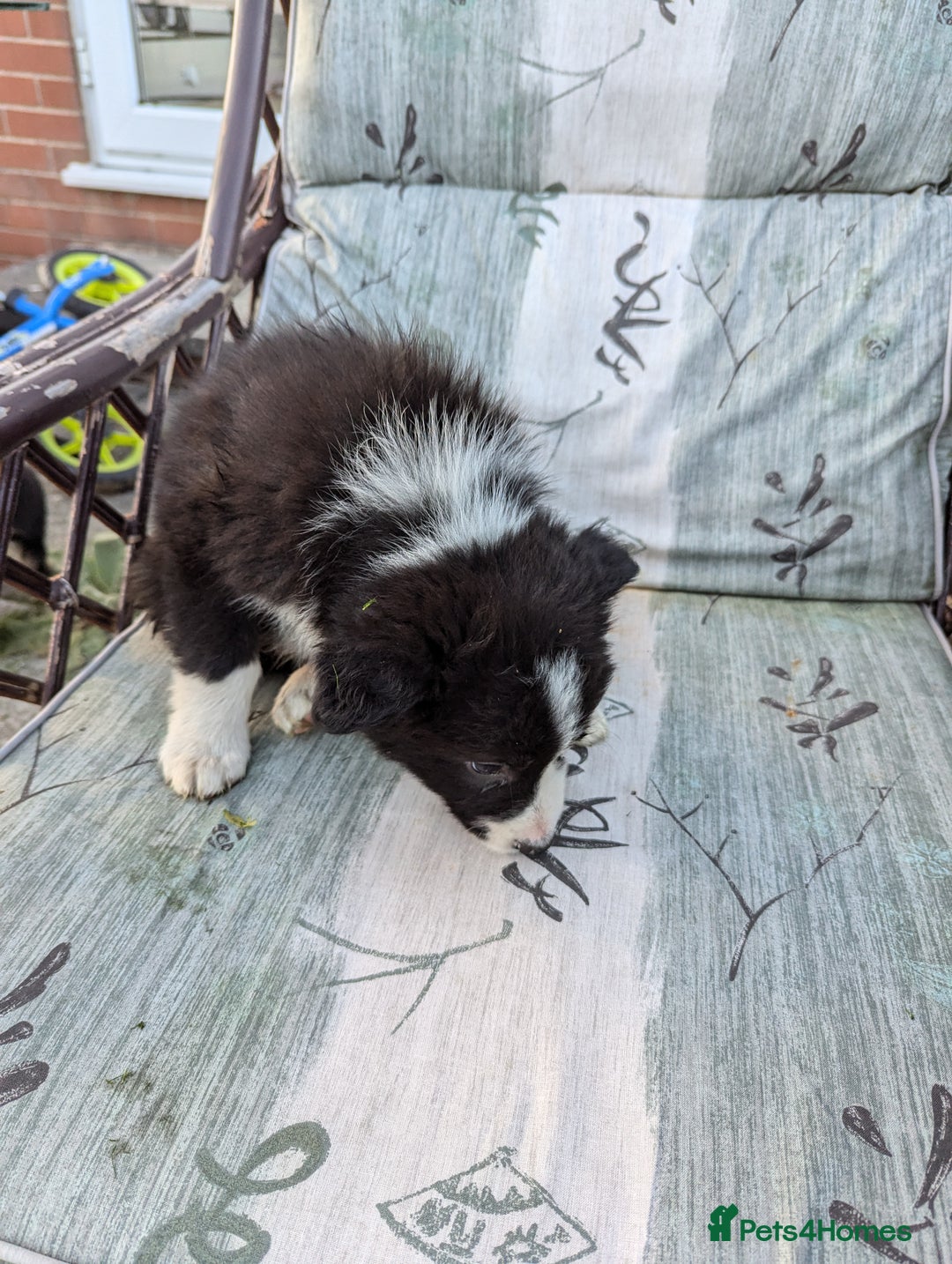 Border Collie dogs for sale: 5 Beautiful Working Border Collie Pups - Image 10