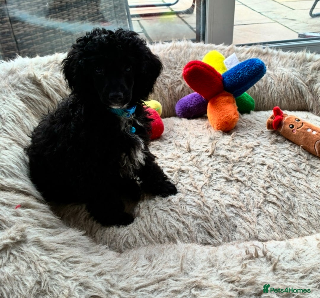 Miniature Poodle dogs for sale: Cavapoo poodle  - Image 10