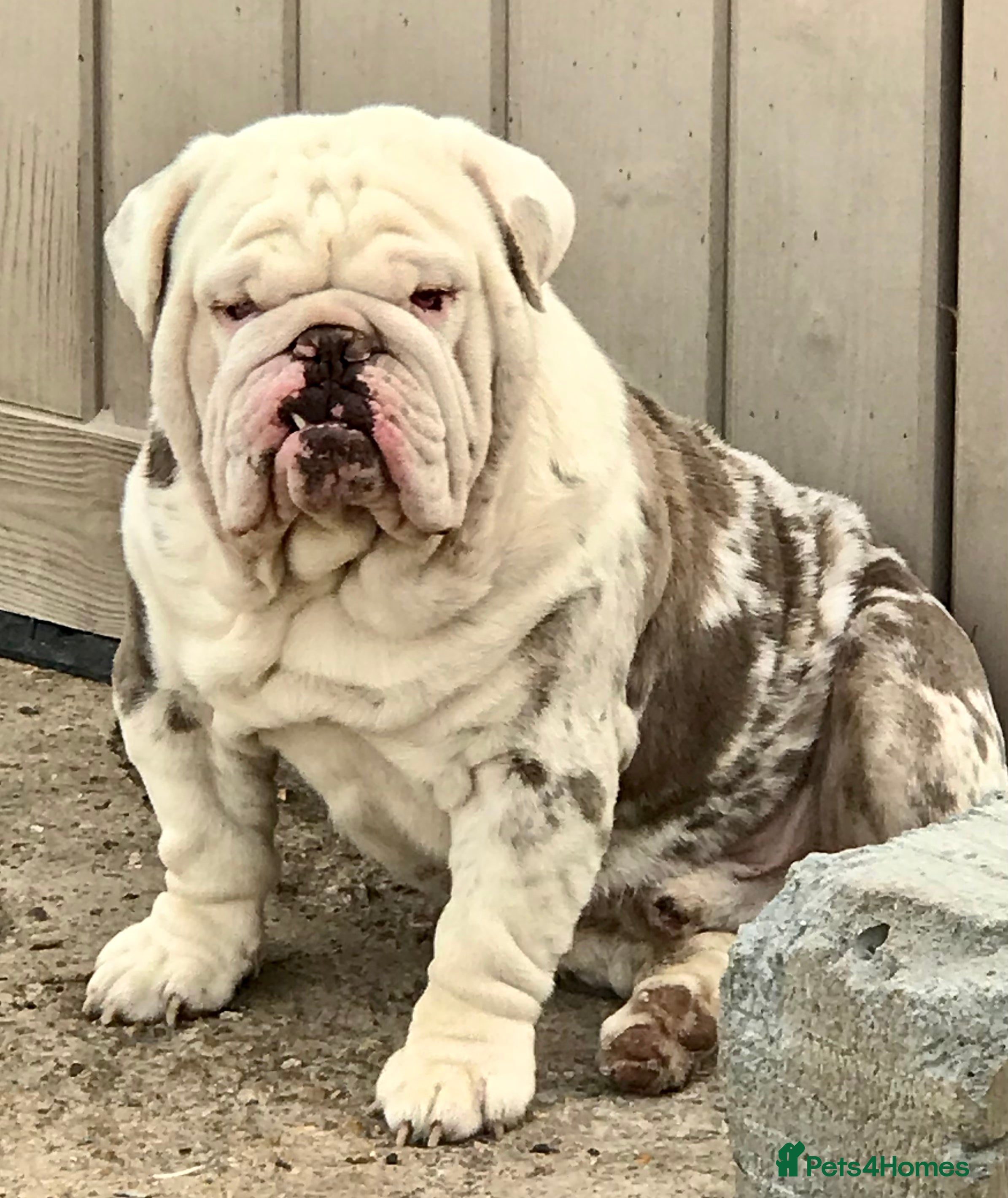 Olde English Bulldogge dogs Lilac and tan merle  in Spalding - Advert 4