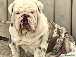 Olde English Bulldogge dogs in Spalding - Advert 3