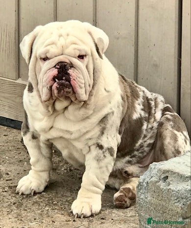 Olde English Bulldogge dogs Lilac and tan merle in Spalding - Advert 13