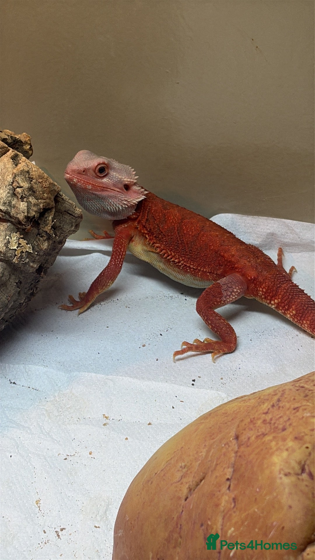 Bearded Dragon reptiles for sale: Red monster bearded dragon with full set up  - Advert 1