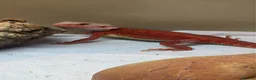 Bearded Dragon reptiles for sale: Red monster bearded dragon with full set up  - Advert 1