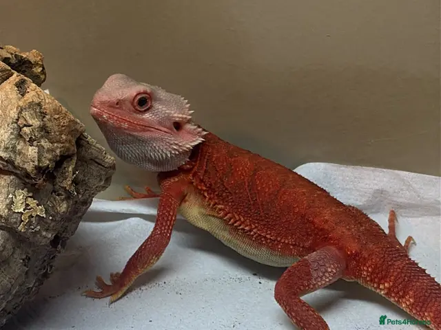 Bearded Dragon reptiles for sale: Red monster bearded dragon with full set up - Advert 1