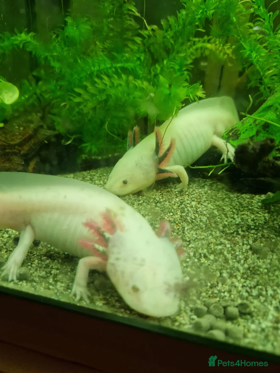 Axolotl reptiles for sale: Lucianic Axolotl Babies – 5-6 Weeks Harrow - Advert 2