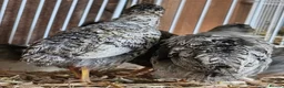 Quail poultry for sale: Chinese Painted Button Quail Groups  - Advert 17