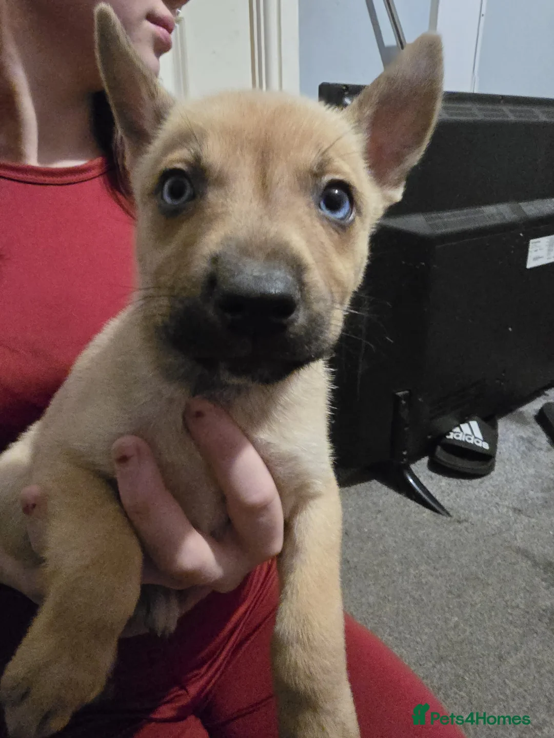 Mixed Breed dogs for sale: Staff X Husky Puppies READY TO GO! - Advert 3