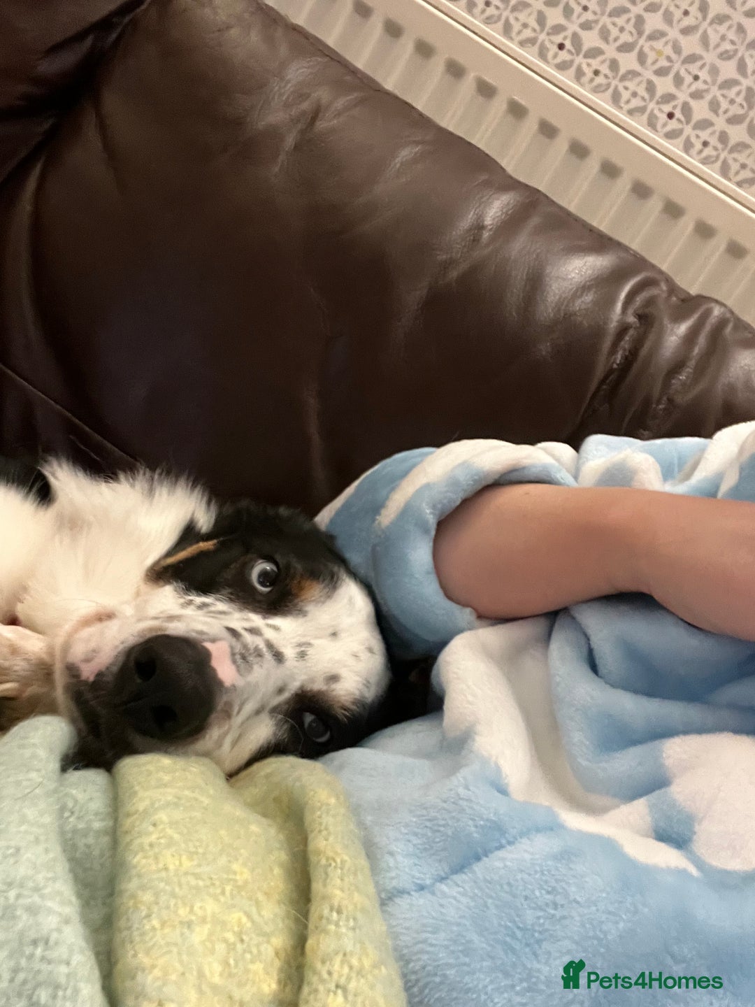 Border Collie dogs for sale: Gorgeous but anxious 4yr old border collie boy - Advert 3