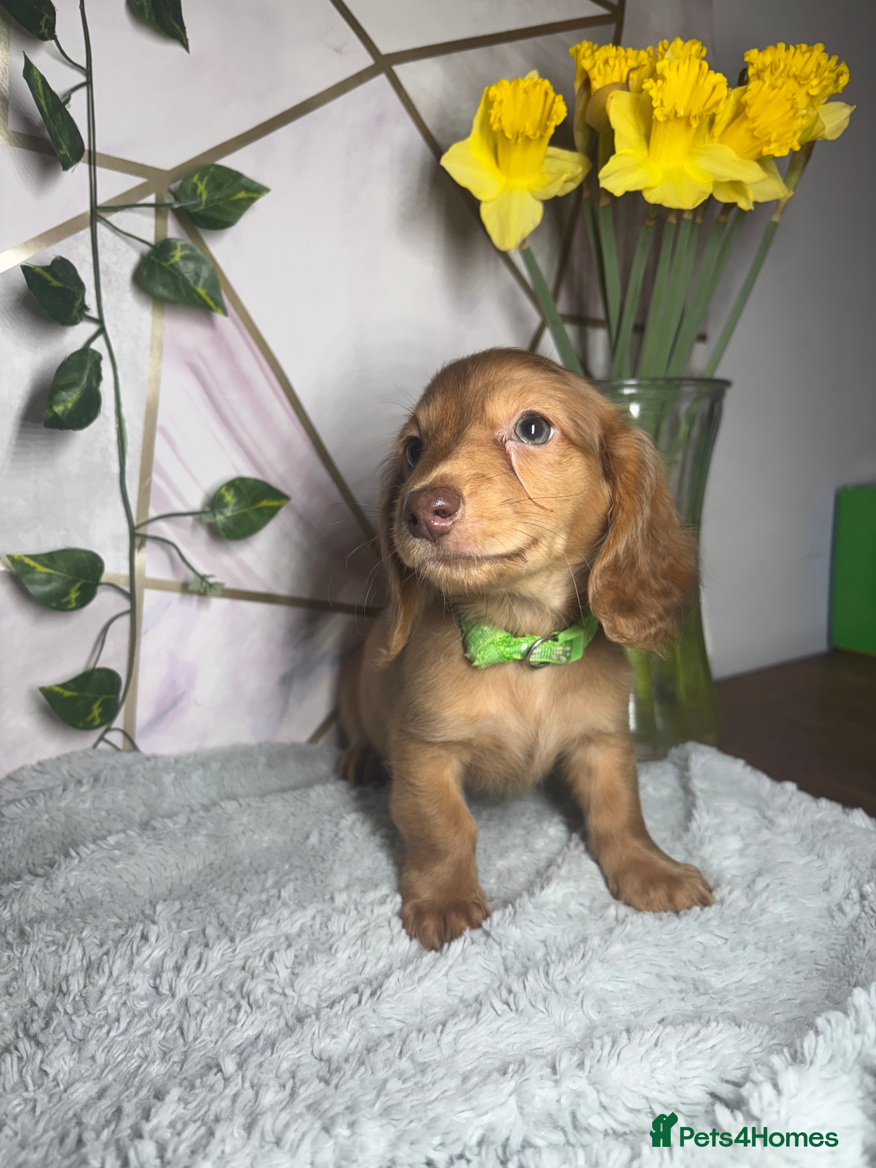Miniature Dachshund dogs Here at Powells paws we have a beautiful litter. - Advert 1