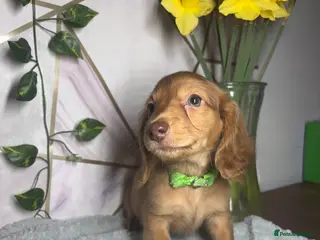 Miniature Dachshund dogs Here at Powells paws we have a beautiful litter. - Advert 1