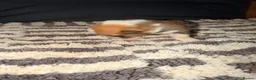 Welsh Corgi Pembroke dogs for sale: Kc pembroke corgi puppies - Advert 34