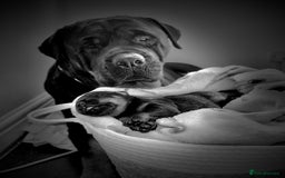 Rottweiler dogs for sale: Pure breed  KING ROTTWEILER (1 female) - Image 3