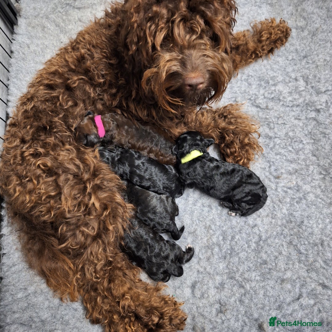 Mixed Breed dogs for sale: Cavapoochon puppies  - Image 9