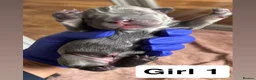 French Bulldog dogs for sale: Beautiful French Bulldog Puppies – 6 Healthy Pups - Advert 19