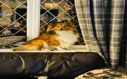 Shetland Sheepdog dogs for stud: Beautiful sable Shetland sheepdog for stud  - Image 8