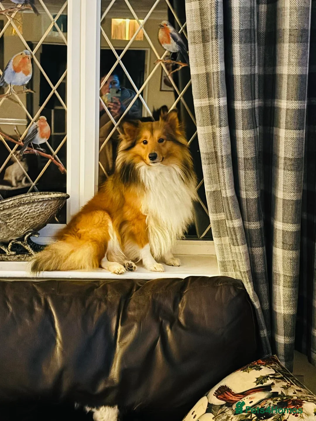 Shetland Sheepdog dogs for stud: Beautiful sable Shetland sheepdog for stud  - Advert 8