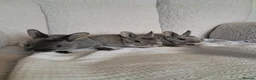 Rex rabbits for sale: Pure breed mini rex - Advert 3