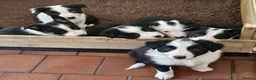 Border Collie dogs for sale: ISDS Border Collie Pups - Advert 4