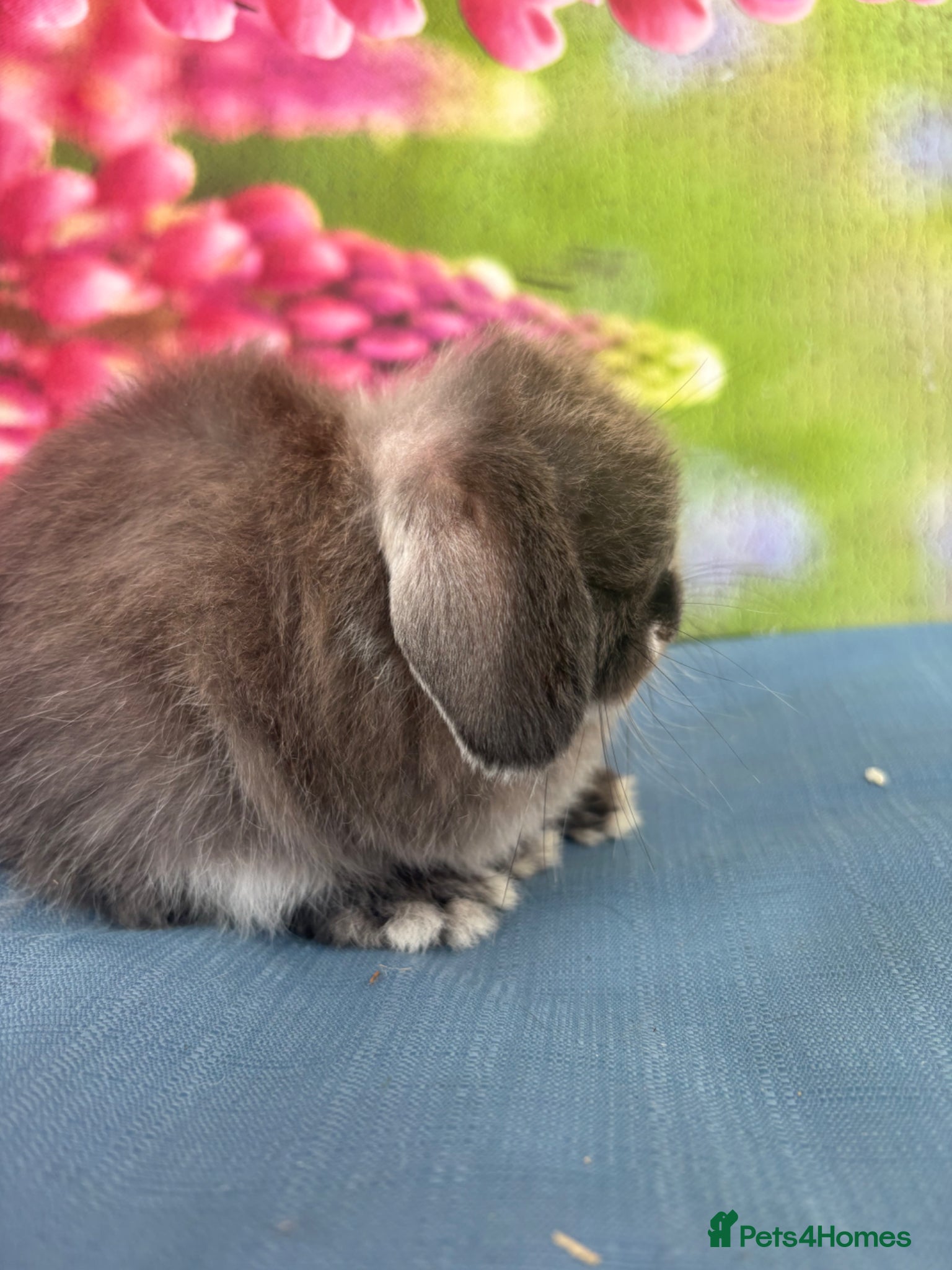 Mini Lop rabbits for sale: Mini lops - Advert 4