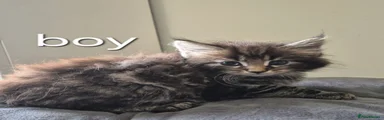 Maine Coon 1
