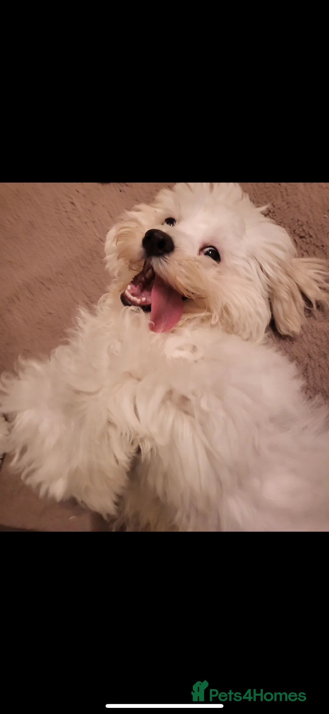 Maltese dogs for sale: Maltese Boy for Sale (4 years old) - Advert 10