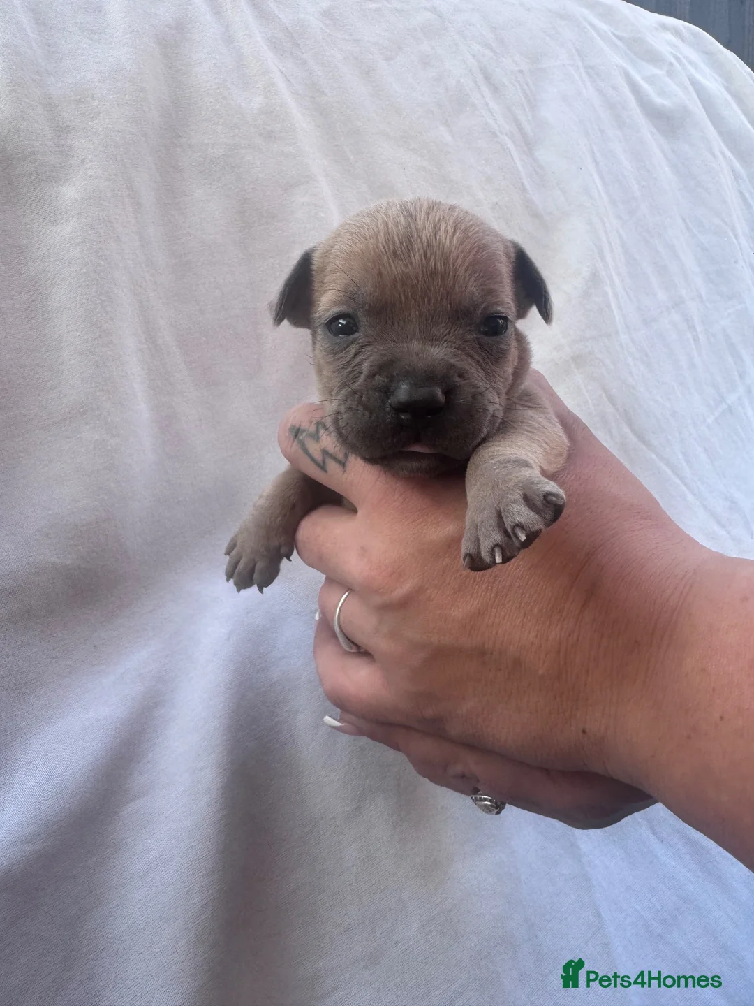 Mixed Breed dogs for sale: Staffordshire bull terrier litter 🐶 in Scunthorpe - Advert 2