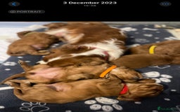 Cavalier King Charles Spaniel dogs for sale: Champion line Cavalier Pups -  **Waiting List** - Image 17