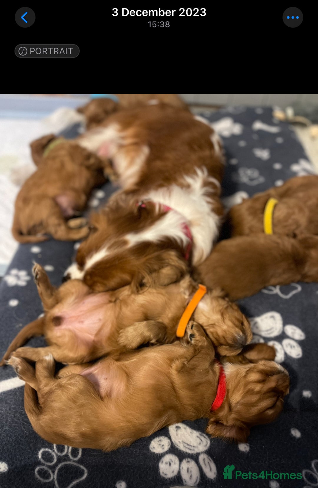 Cavalier King Charles Spaniel dogs for sale: Champion line Cavalier Pups -  **Waiting List** - Image 17