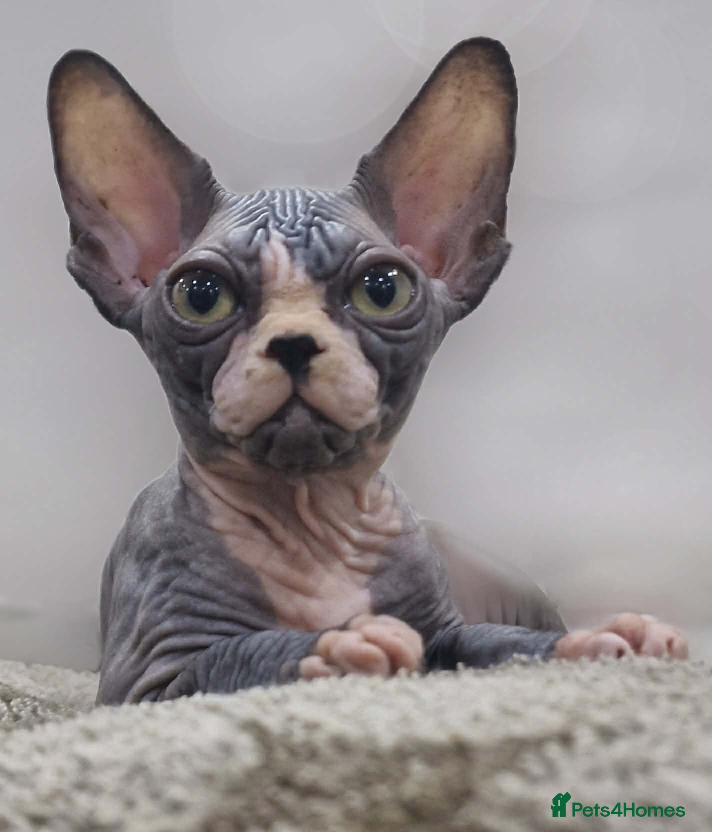 Sphynx cats Stunning Sphynx Kittens – Ready Now🩷🩵 - Advert 1