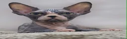 Sphynx cats for sale: Stunning Sphynx Kittens – Ready Now🩷🩵 - Advert 1