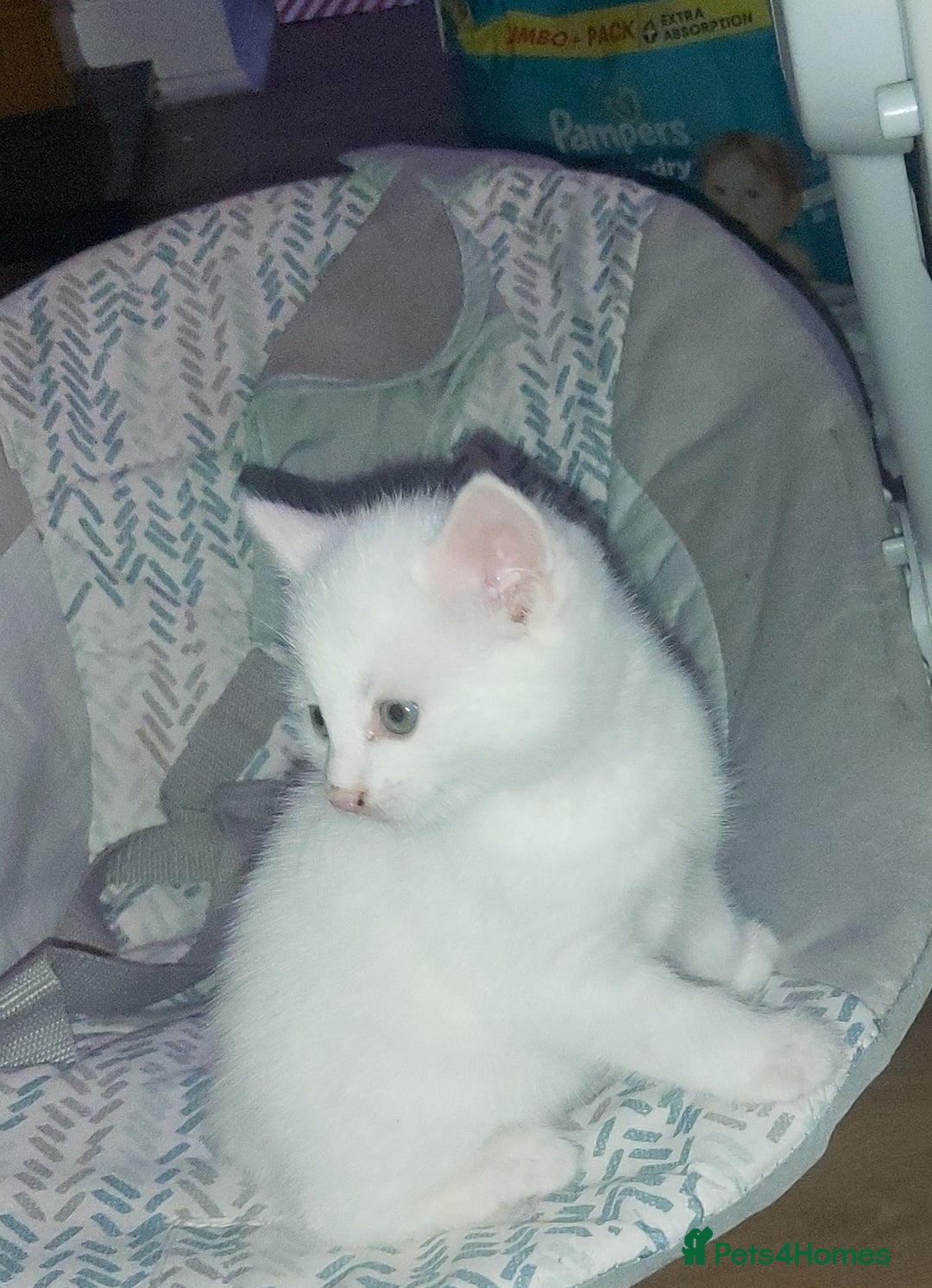 Mixed Breed cats for sale: 1 white, ginger and caramac kitten  - Advert 3