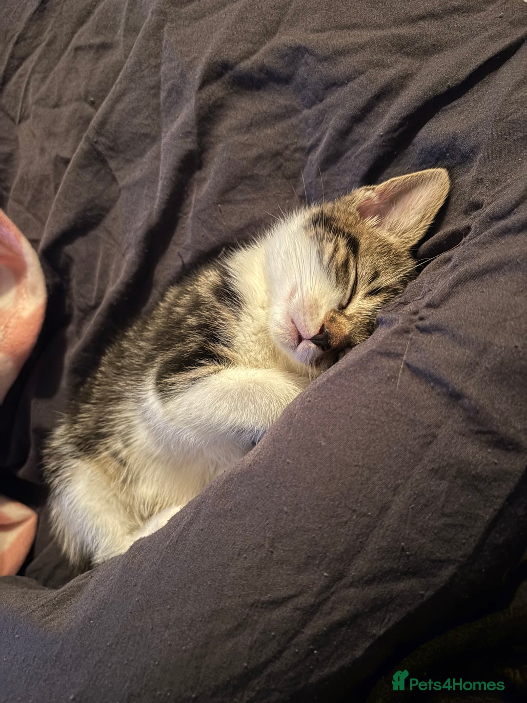 Mixed Breed cats for sale: Beautiful Female Kitten (with all belongings) - Advert 4