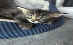 Maine Coon cats for sale: 3 gorgeous healthy full breed Maine coon kittens - Image 11