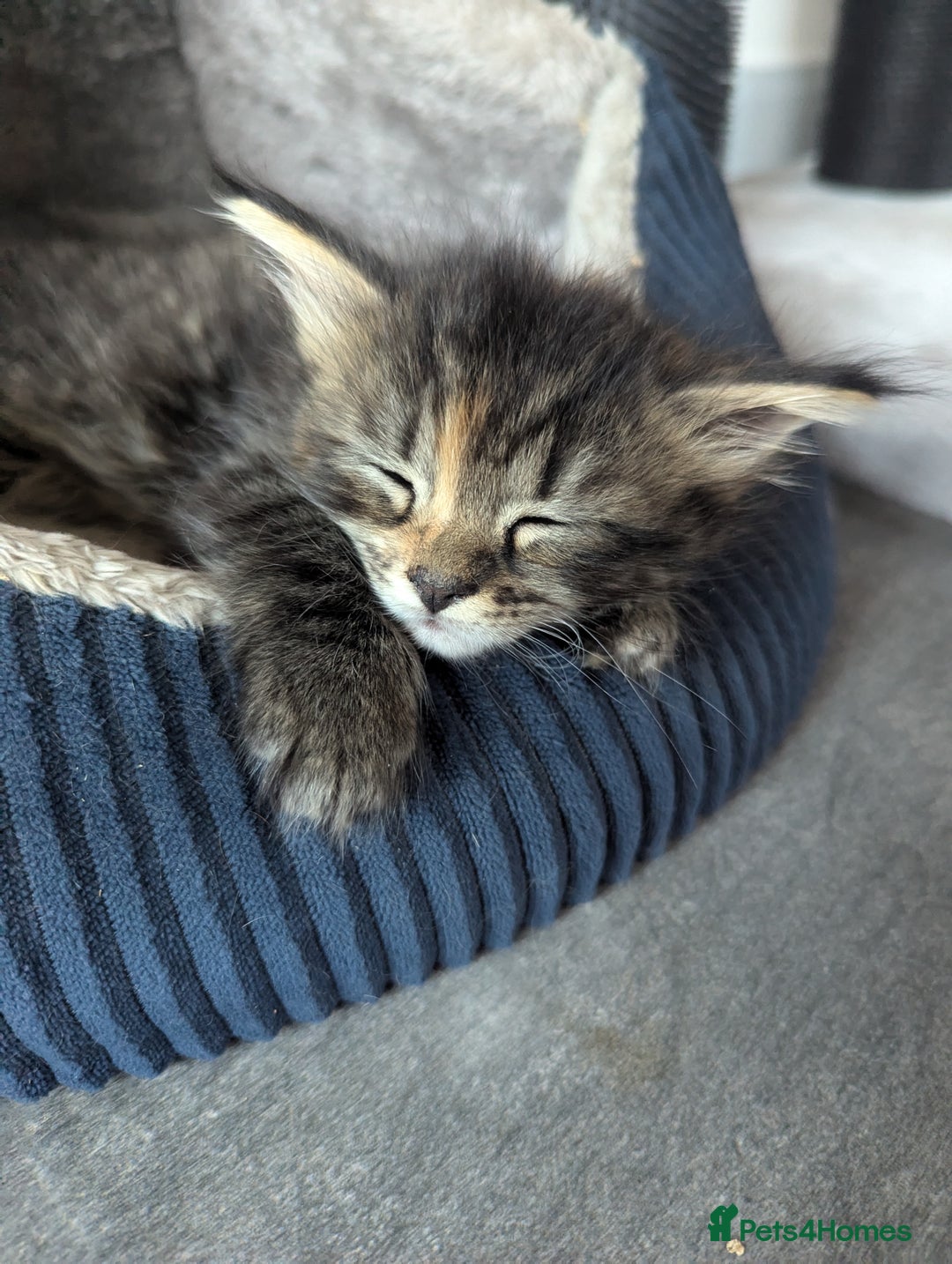 Maine Coon cats for sale: 3 gorgeous healthy full breed Maine coon kittens - Image 11