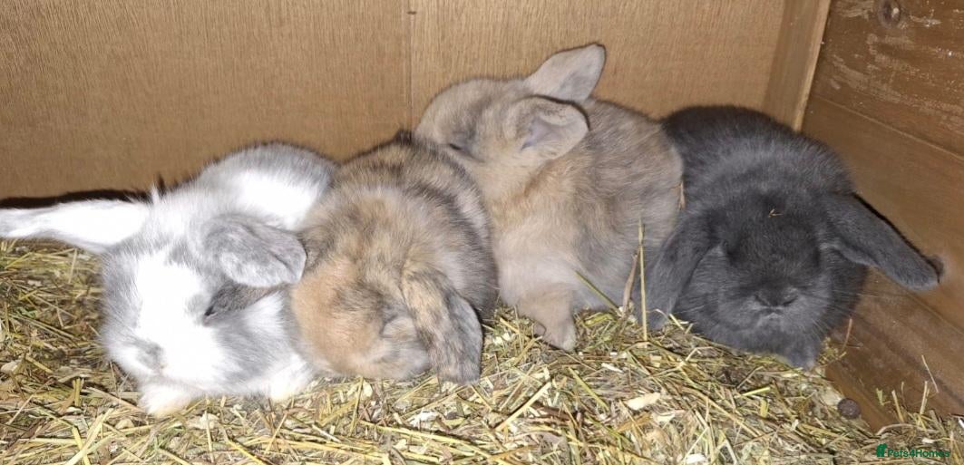 Mini Lop rabbits Bundles of fluff ready to be reserved  - Advert 7