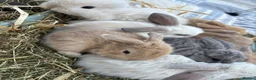 Mini Lop rabbits for sale: New born mini lop rabbits - Advert 15