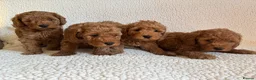 Cockapoo dogs for sale: F1b cockapoo puppies - DNA health test clear  - Advert 9