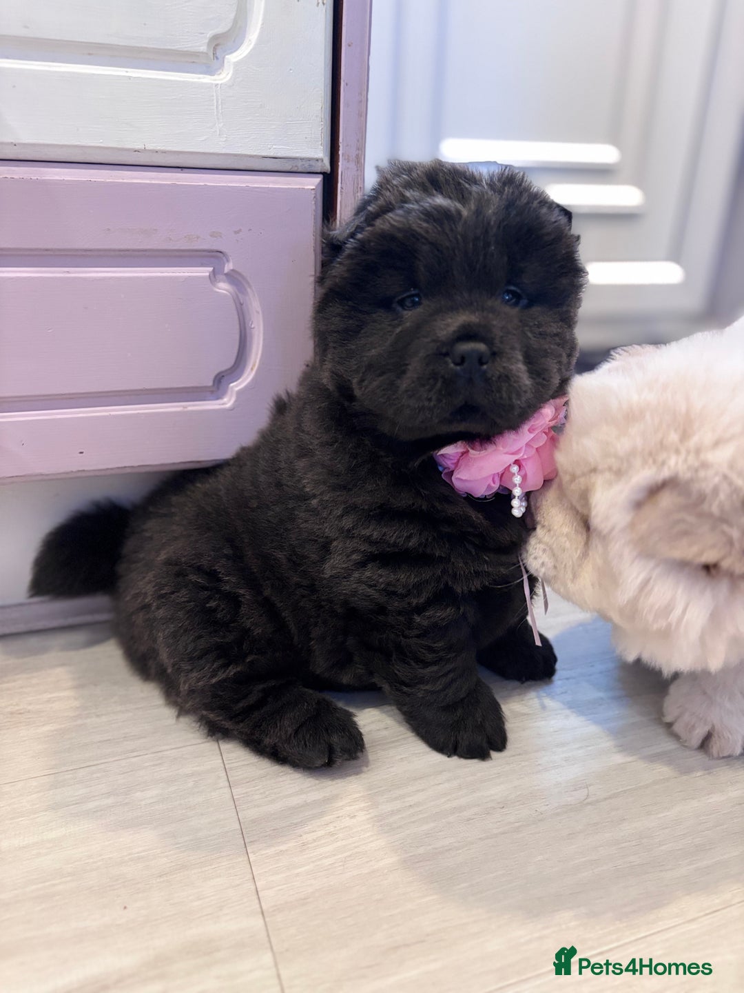 Chow Chow dogs for sale: Blue and Cream carry Tan ChowChow puppies  - Advert 4