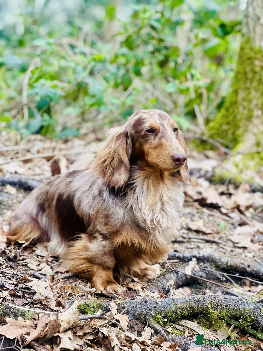 Dachshund dogs for stud: Long haired dachshund stud boys  in Leeds - Advert 16