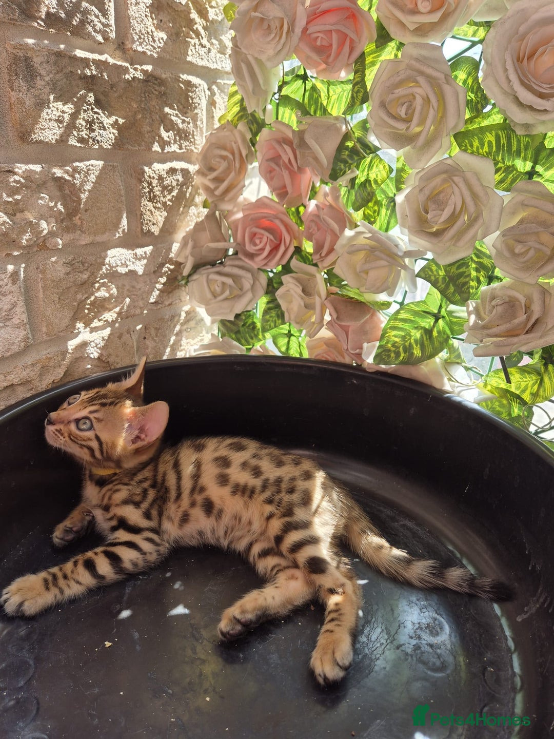 Bengal cats for sale:  🐾Four Beautiful Bengal Kittens🐾 - Image 13