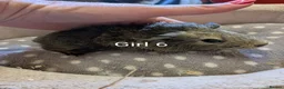 Guinea Pig rodents for sale: Baby girl guinea pigs ready now - Advert 3