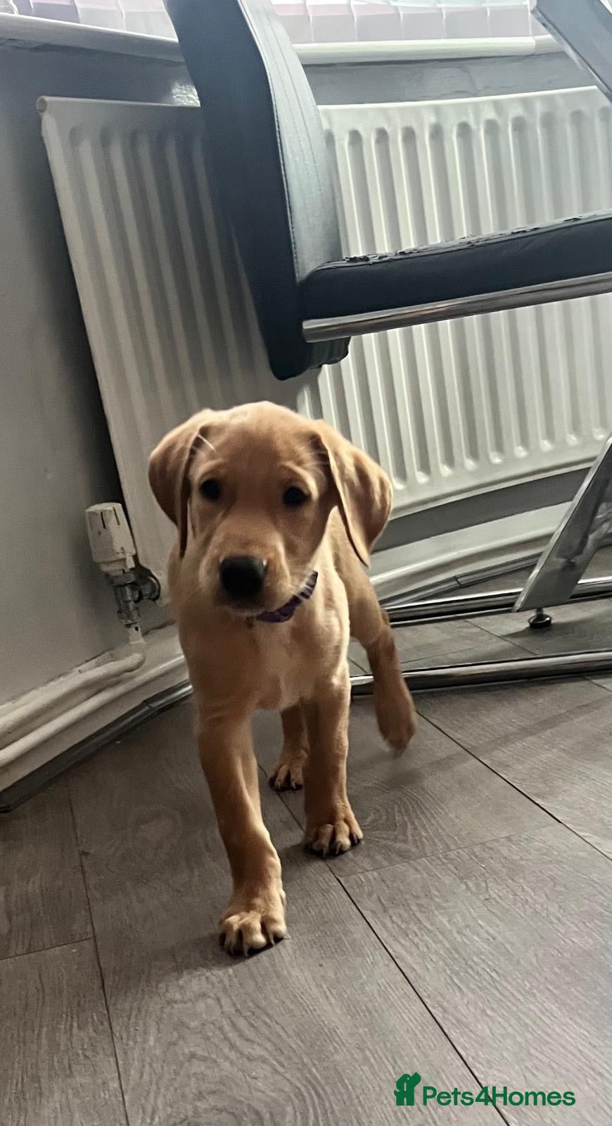 Labrador Retriever dogs Ready now! Adorable KC Labrador Puppies - Advert 2