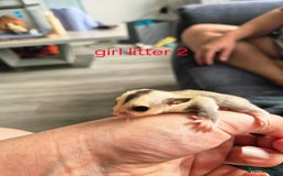 Sugar Glider rodents for sale: 4 baby sugar gliders ready 13th sept price each  - Image 14